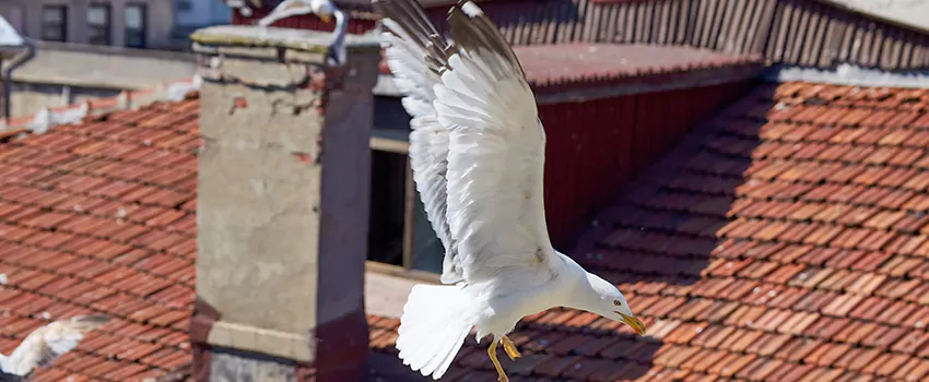 Residential Chimney Animal Removal Solution in Fredericksburg, VA
