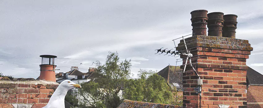 Chimney Cleaning And Restoration in Fredericksburg, Virginia